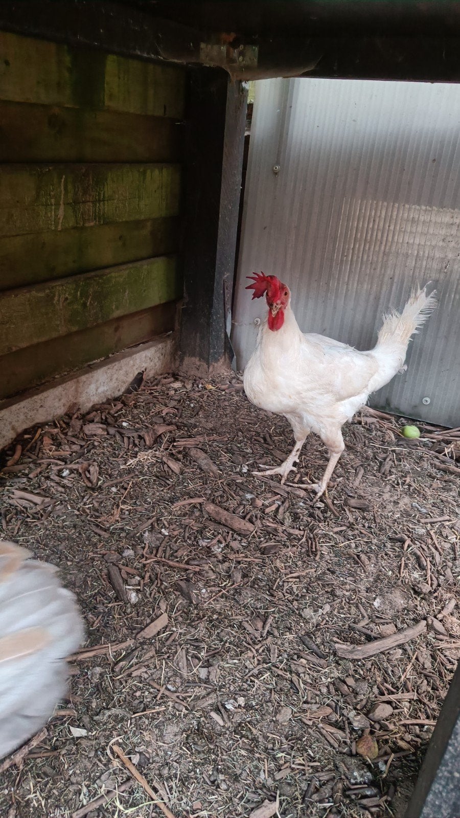 Leghorn, Dieren en Toebehoren