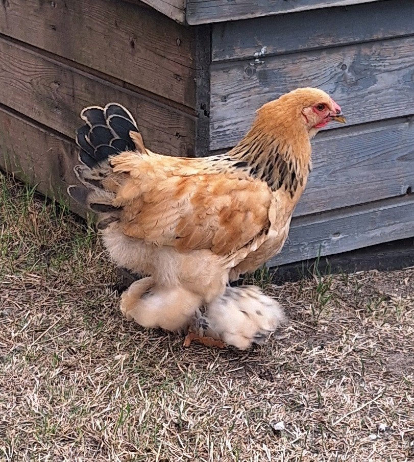 brahma kriel haantje en legbar opal lavender haantje, Dieren en Toebehoren, Mannelijk, Kip