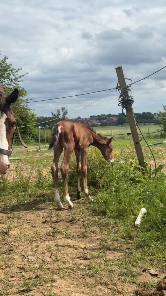 Fijne veulens te koop, Animaux & Accessoires, Chevaux, 165 à 170 cm, Avec pedigree, Étalon, 0 à 2 ans
