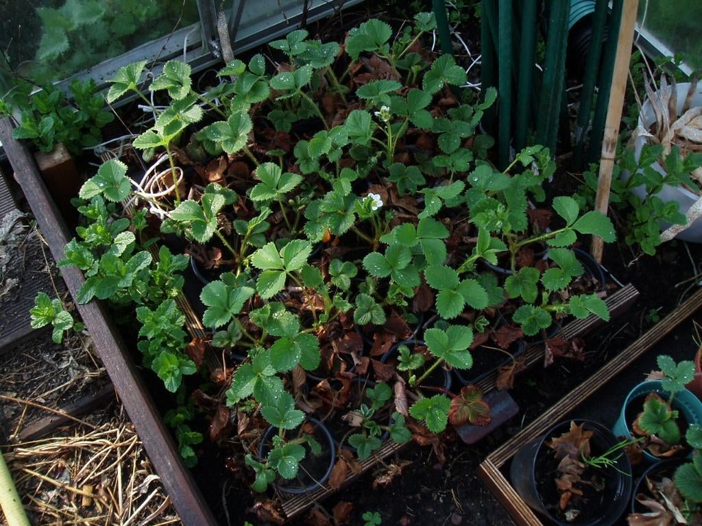 aardbeien planten, Tuin en Terras, Planten | Tuinplanten, Ophalen, Volle zon, Vaste plant, Zomer