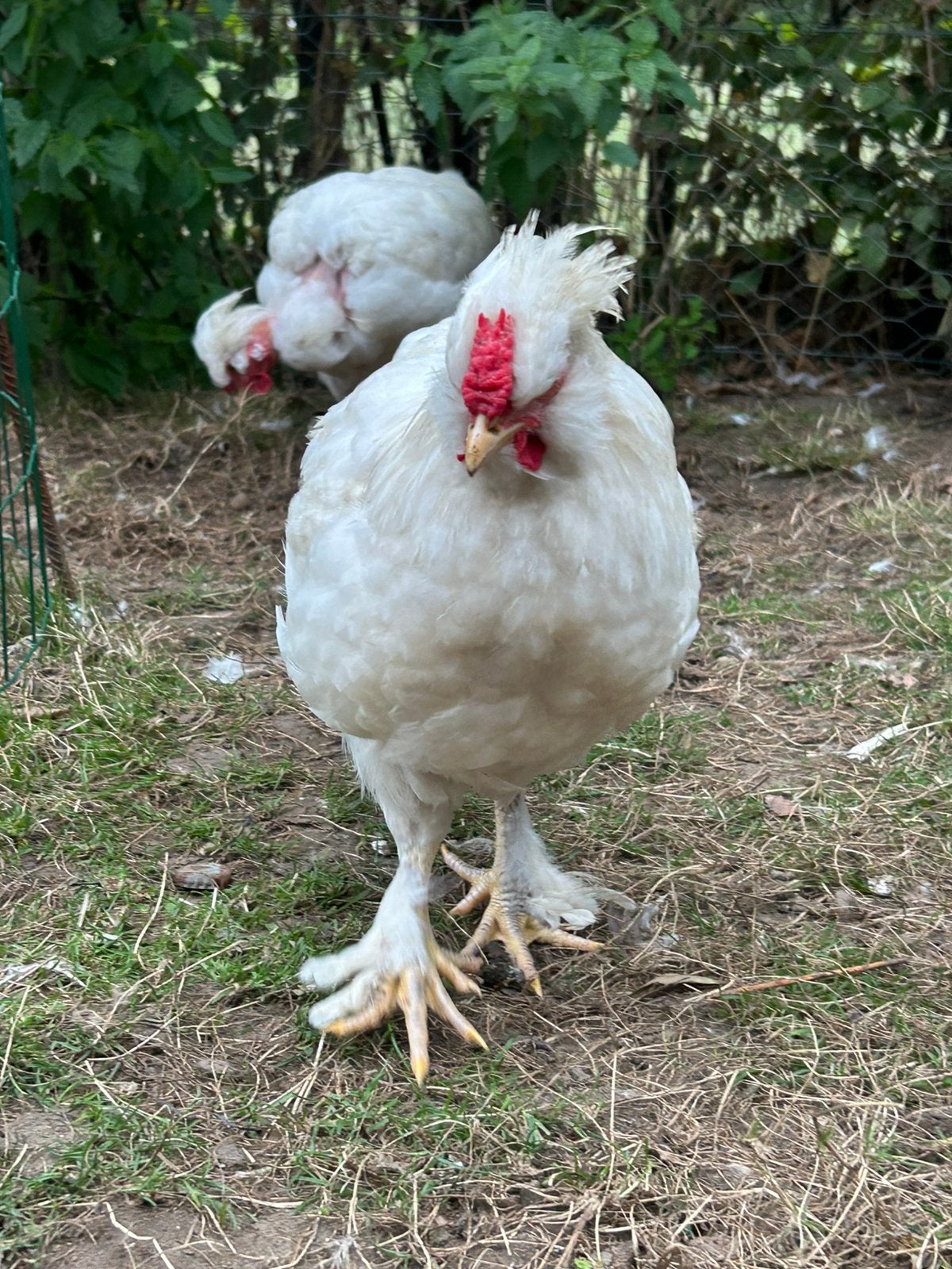 Haantje, Dieren en Toebehoren, Mannelijk, Kip