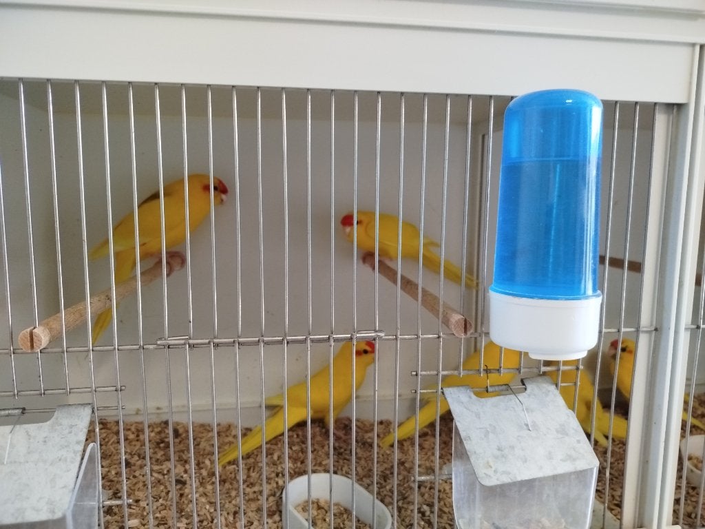 Gele kakariki, Dieren en Toebehoren