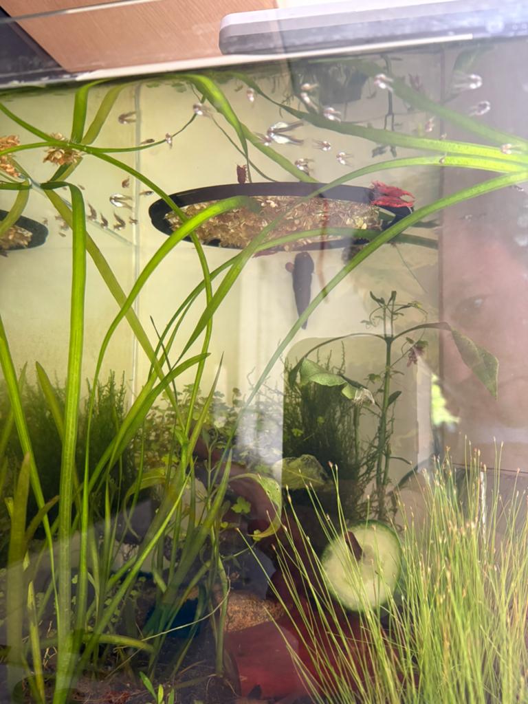 Guppy en endler mix vissen, Dieren en Toebehoren