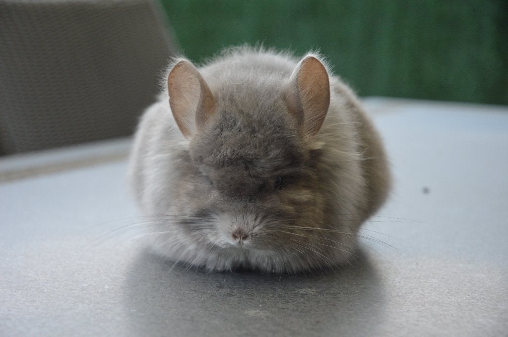 chinchilla violet Angora vrouwtje (2021), Dieren en Toebehoren, Knaagdieren, Chinchilla, April, Vrouwelijk, Tam