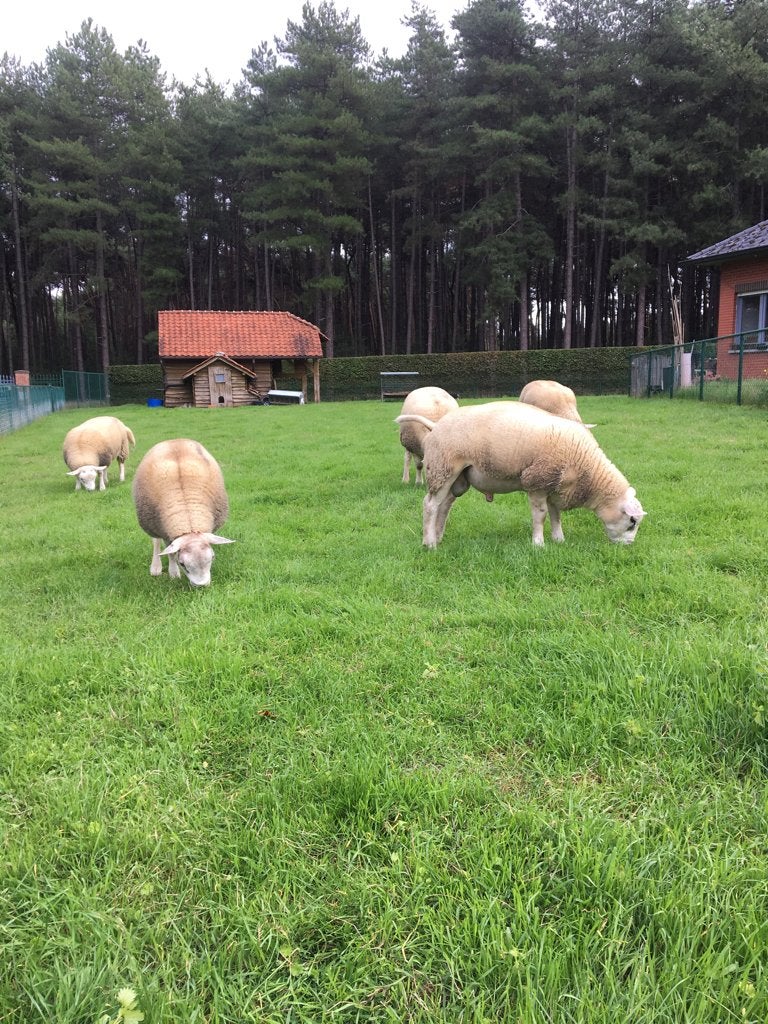 Schapen Bokken te koop, Dieren en Toebehoren, Mannelijk, Schaap, 0 tot 2 jaar