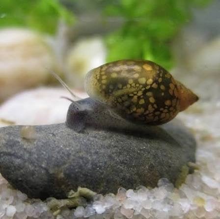 poelslakken aquarium slak 10 voor 1euro, Dieren en Toebehoren