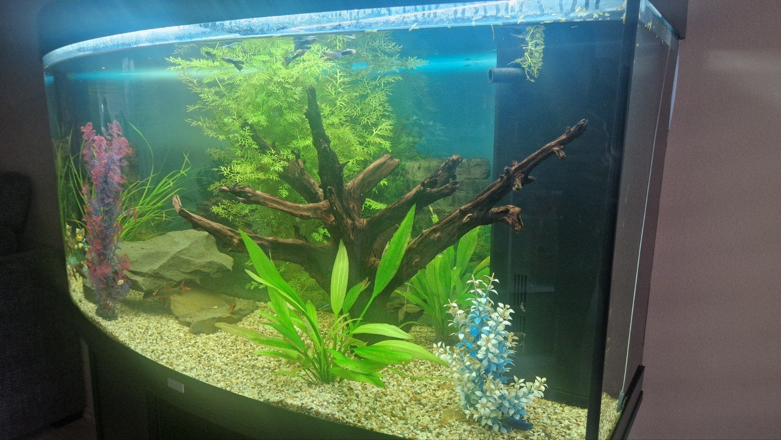 Juwel aquarium, Enlèvement, Pompe, Juwel