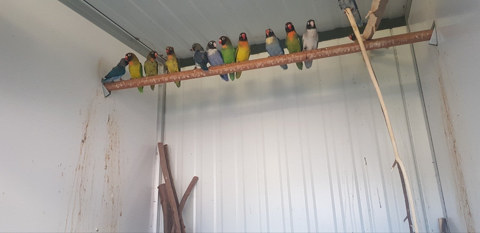 Nigrigenis alle kleuren , gele zwart oog fisherie, Dieren en Toebehoren, Vogels | Parkieten en Papegaaien