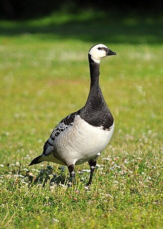GEZOCHT: EEN WOERD VAN DE BRANDGANS, Mâle, Oie ou Cygne