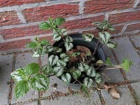 gevlekte dove netel, Tuin en Terras, Planten | Tuinplanten, Ophalen, Bodembedekkers, Vaste plant, Volledige schaduw