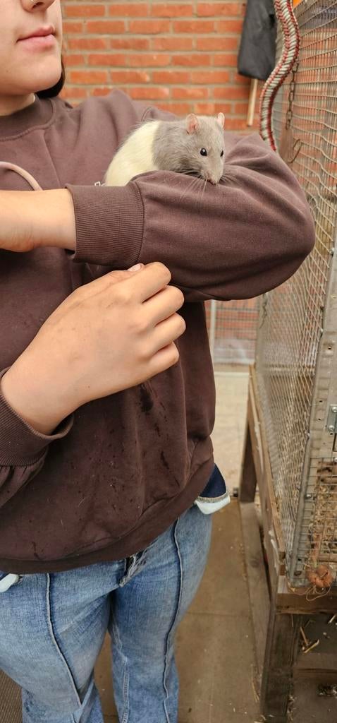 Tamme ratten, Maart