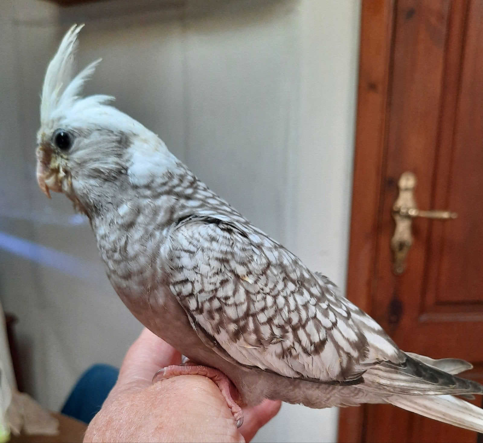 Calopsitte eam, Animaux & Accessoires, Oiseaux | Perruches & Perroquets