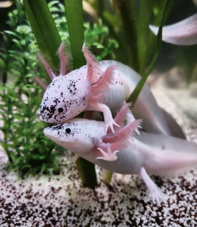 Axolotl + livraison, Autres types, Poisson d'eau douce