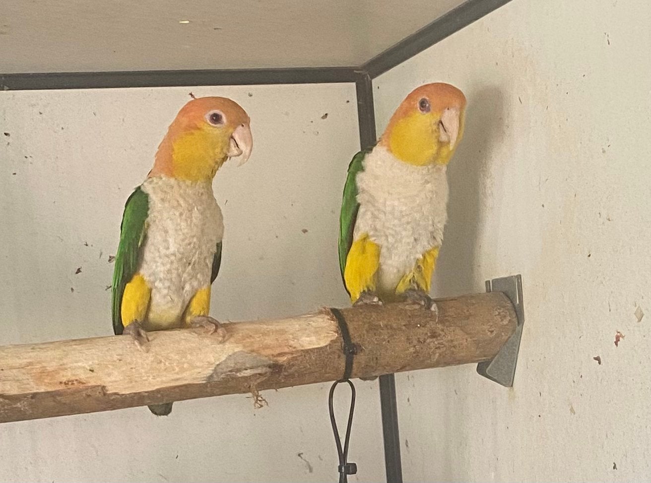 Roestkop caiques te koop momenteel 8dagen oud, Meerdere dieren, Papegaai, Geringd