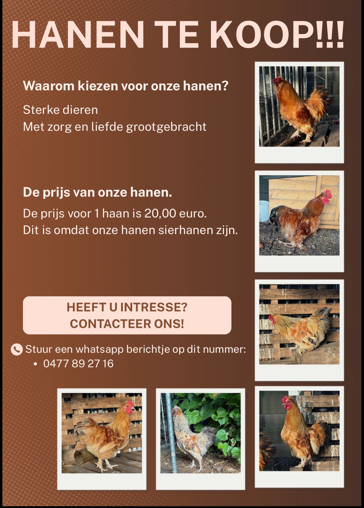 Hanen te koop!, Mannelijk, Kip