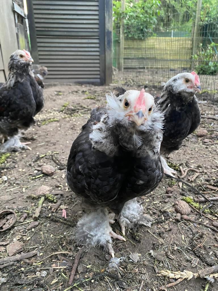 Faverolles haantjes, Dieren en Toebehoren, Mannelijk, Kip