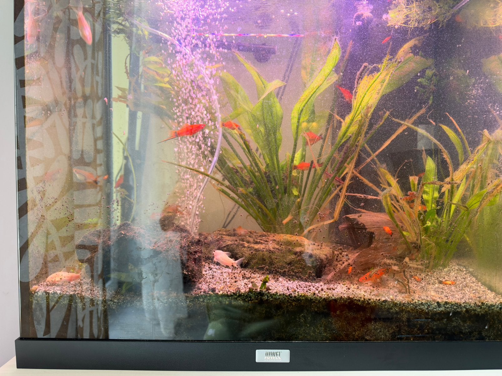 Aquarium JUWEL 120L complet + filtre JBL supplémentaire, Animaux & Accessoires, Enlèvement, Pompe, Comme neuf, JBL