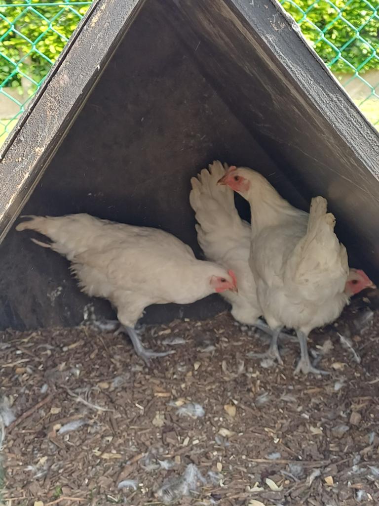 Poule de bresse, Animaux & Accessoires, Volatiles