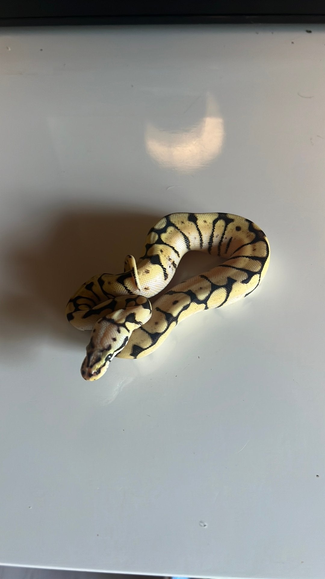 0.1 Bumblebee 100% Het Axanthic TSK 100% Het Desert Ghost, Dieren en Toebehoren, Insecten en Spinnen