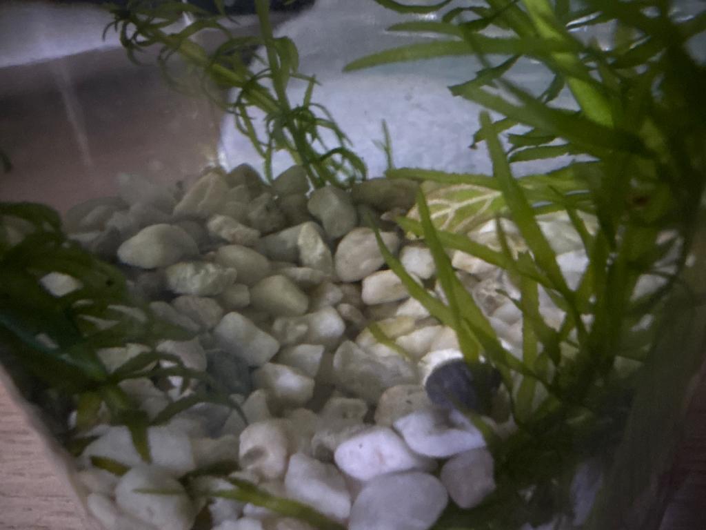 Blaasjeslakken, Slak of Weekdier, Zoetwatervis
