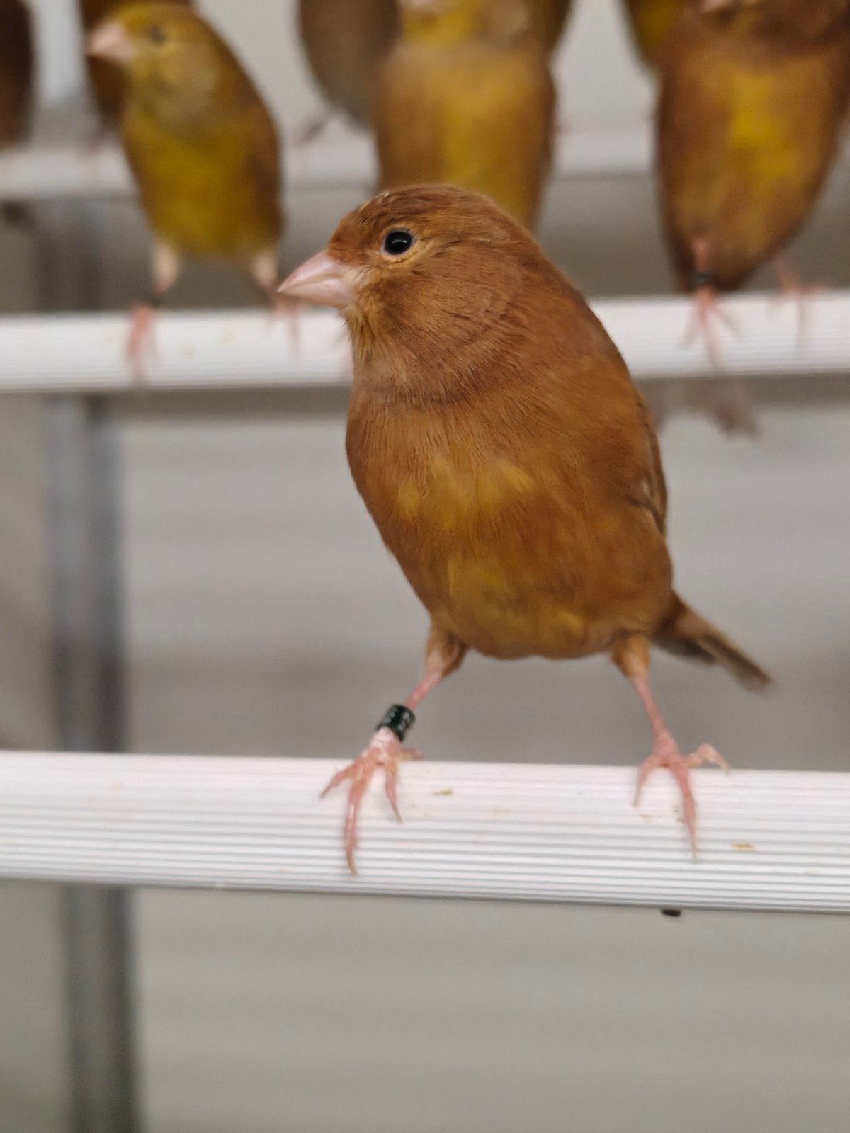 bruine kanaries, Plusieurs animaux, Canari de couleur