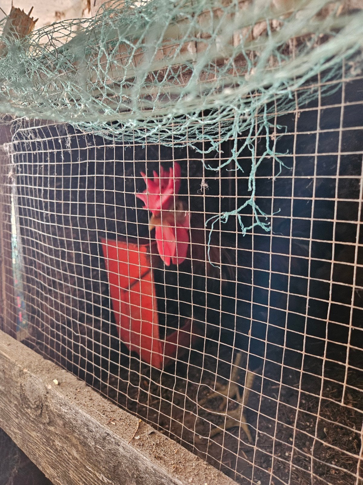 A VENDRE COURONE SICILIANA, Dieren en Toebehoren