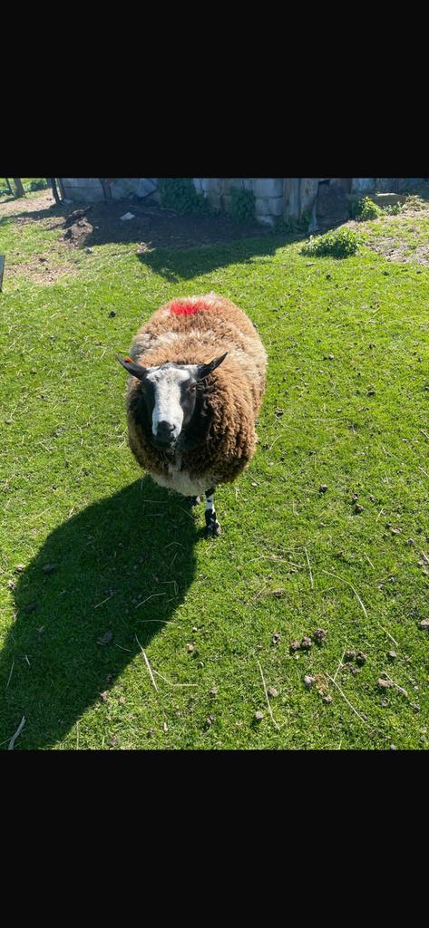 Bok 1jaar oud, Dieren en Toebehoren