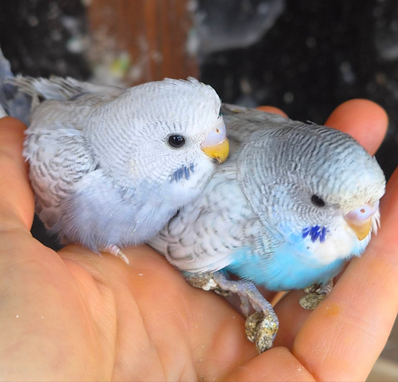 2 jonge handtamme grasparkieten, Plusieurs animaux, Perruche, Domestique