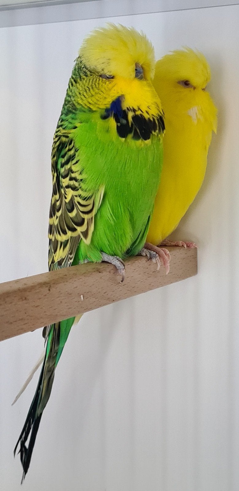 Engelse grasparkieten Top TT Kwaliteit . Gestopt met Hobby, Plusieurs animaux, Perruche, Bagué