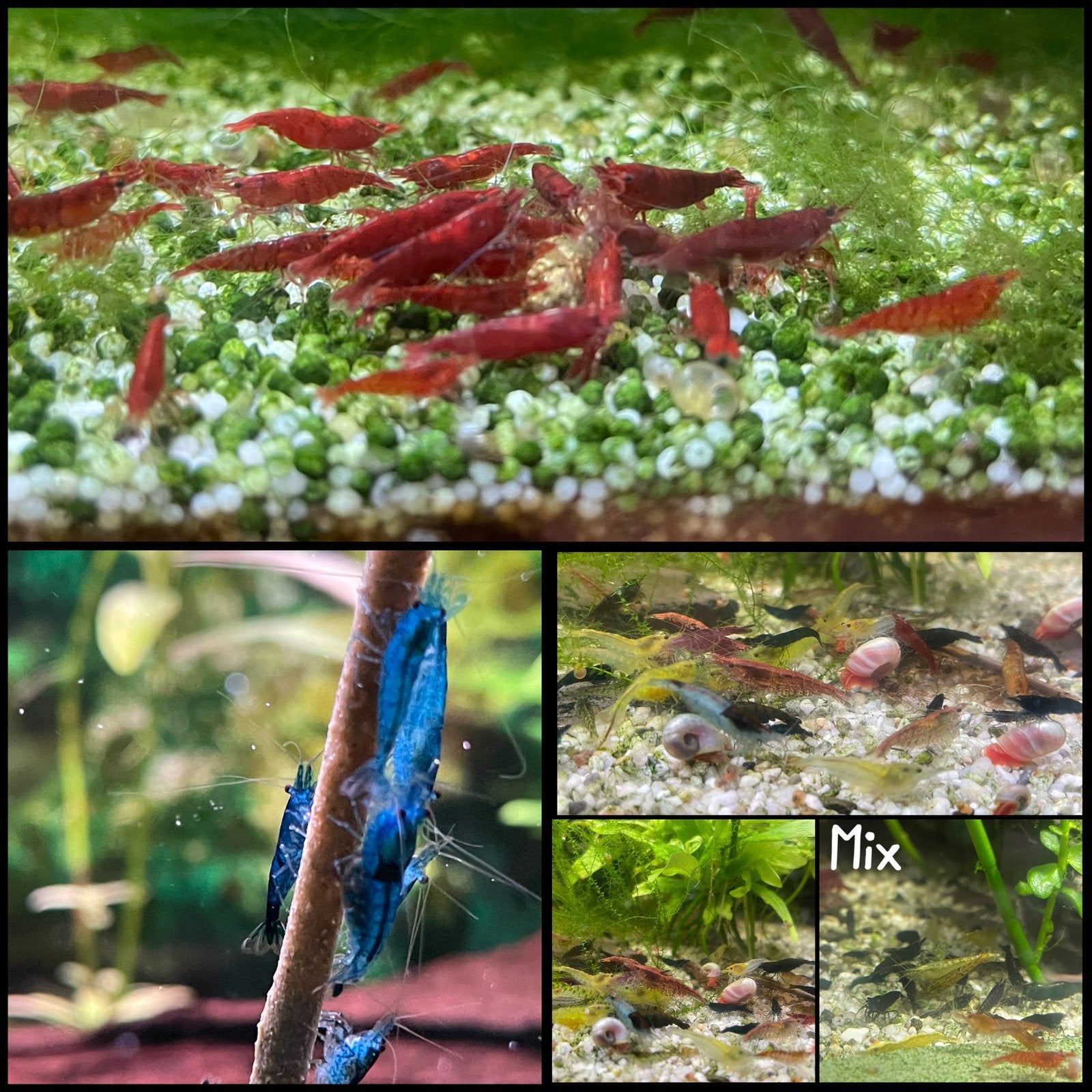 Neo caridina garnalen (rood + blauw + mix), Kreeft, Krab of Garnaal, Zoetwatervis, Schoolvis