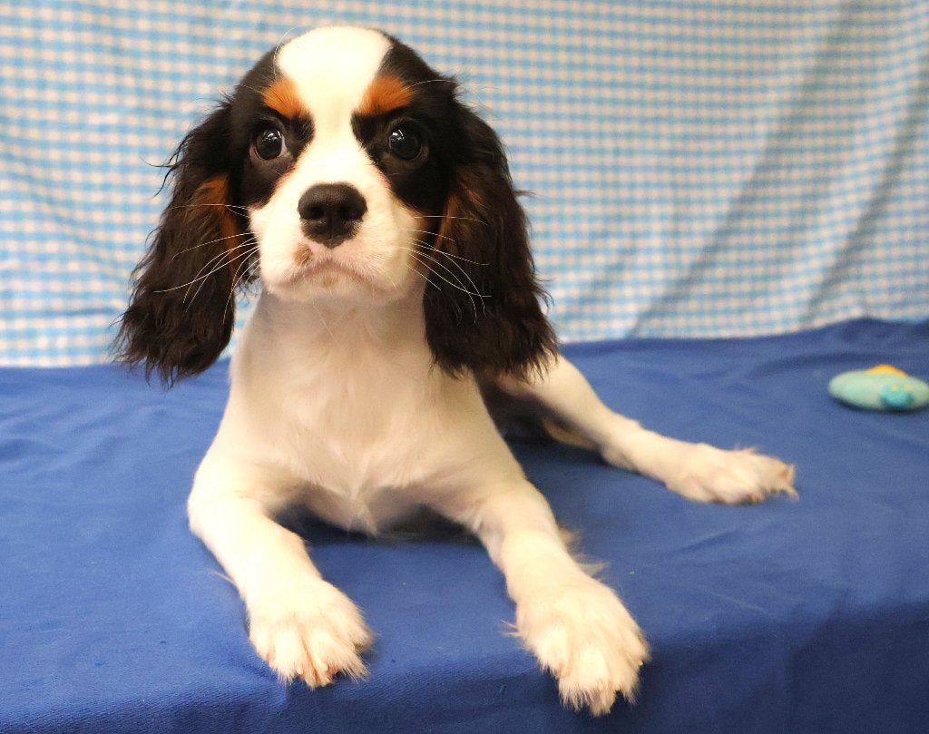 Super leuke Cavalier King Charles pups!, Dieren en Toebehoren, 15 weken tot 1 jaar, Reu, Buitenland, CDV (hondenziekte)