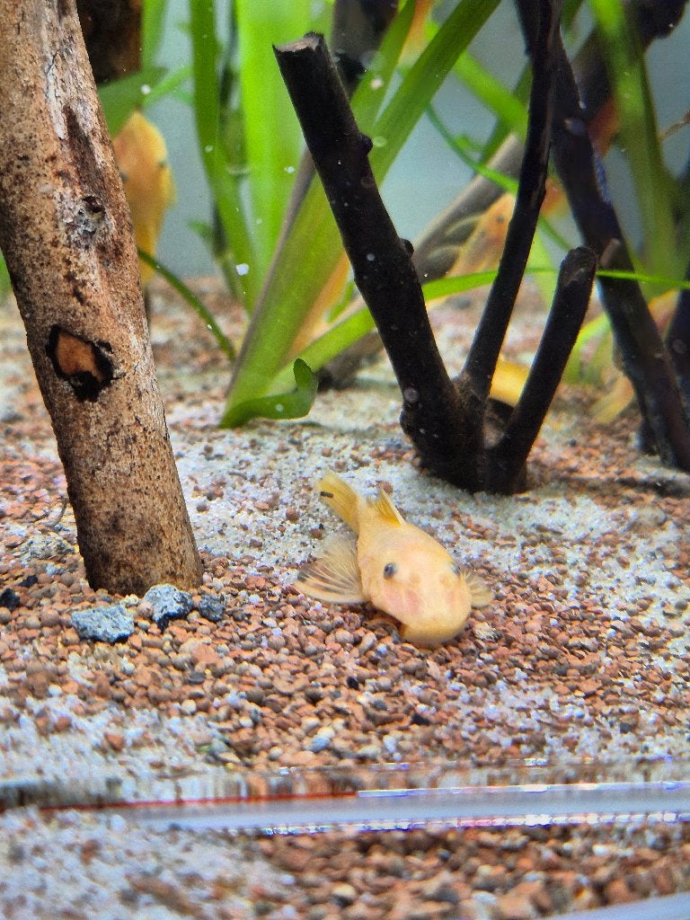 L144 Lemon Ancistrus algeneters te koop | 3-4 cm, Animaux & Accessoires, Poisson, Poisson d'eau douce