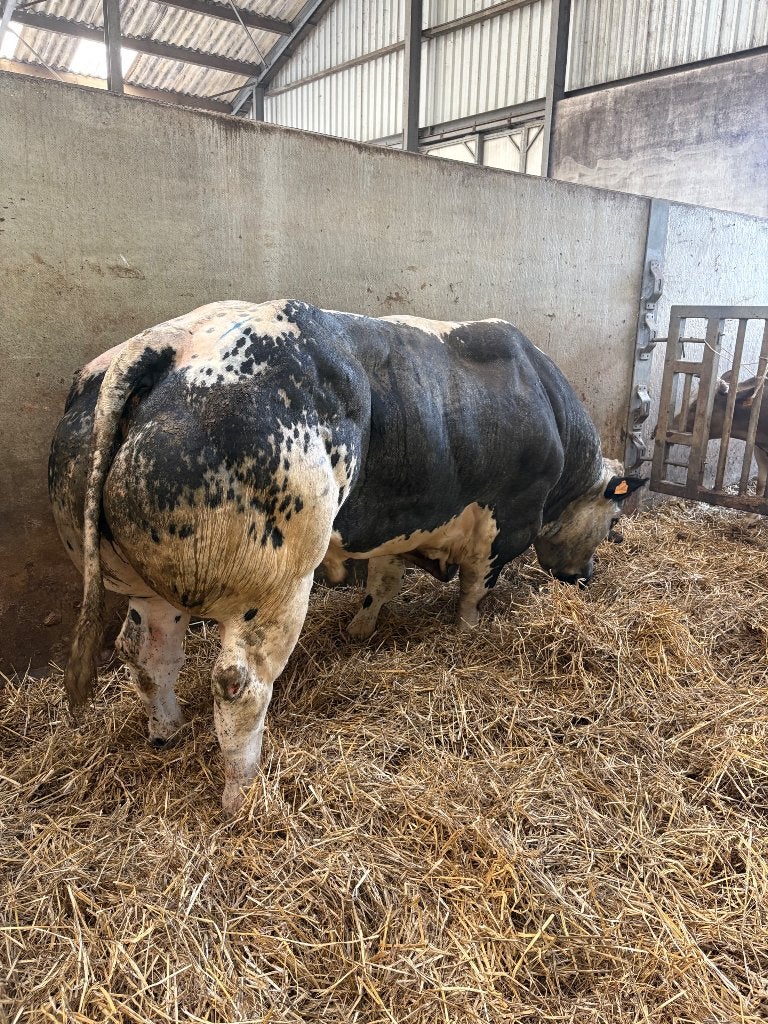 witrug dekstier, Dieren en Toebehoren, Mannelijk, 0 tot 2 jaar