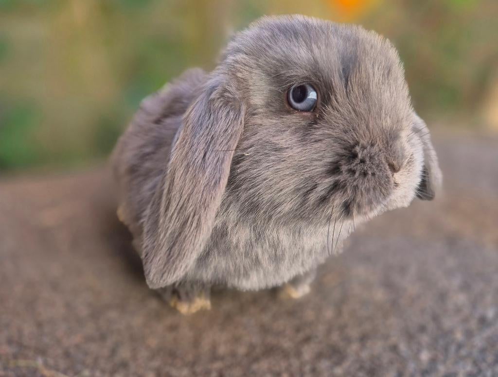 NHD x MINILOP RAM, Dieren en Toebehoren, Mannelijk, Dwerg, Hangoor, 0 tot 2 jaar
