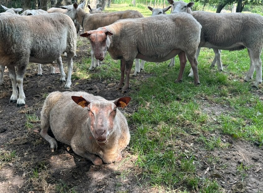 Ooien Rouge de l'Ouest, Femelle, Mouton, 3 à 5 ans