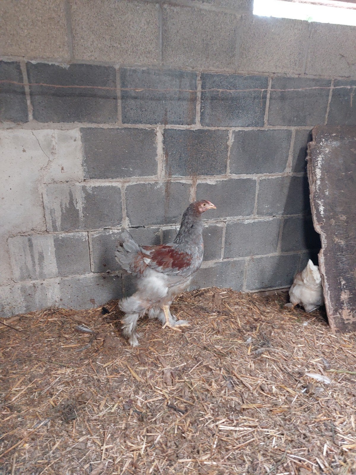 jonge haan brahma blauwpatrijs, Dieren en Toebehoren