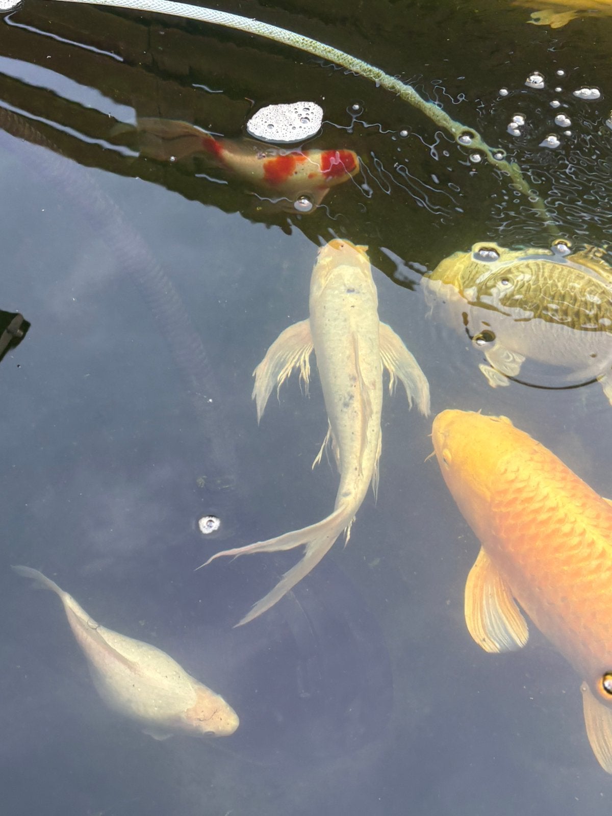 2 Yamabuki Ogon butterfly koi + witte koi, Animaux & Accessoires, Poissons | Poissons d'étang, Carpe ou Koï