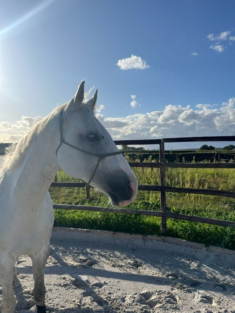 Zeer fijne allrounder, Dieren en Toebehoren, Met stamboom, Ruin, M, 160 tot 165 cm