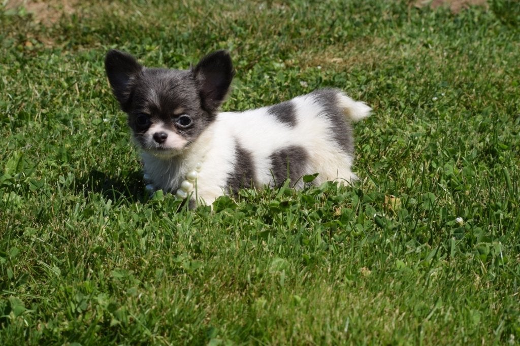 Chihuahua pups klein blijvend, Dieren en Toebehoren, België, 15 weken tot 1 jaar, CDV (hondenziekte), Meerdere
