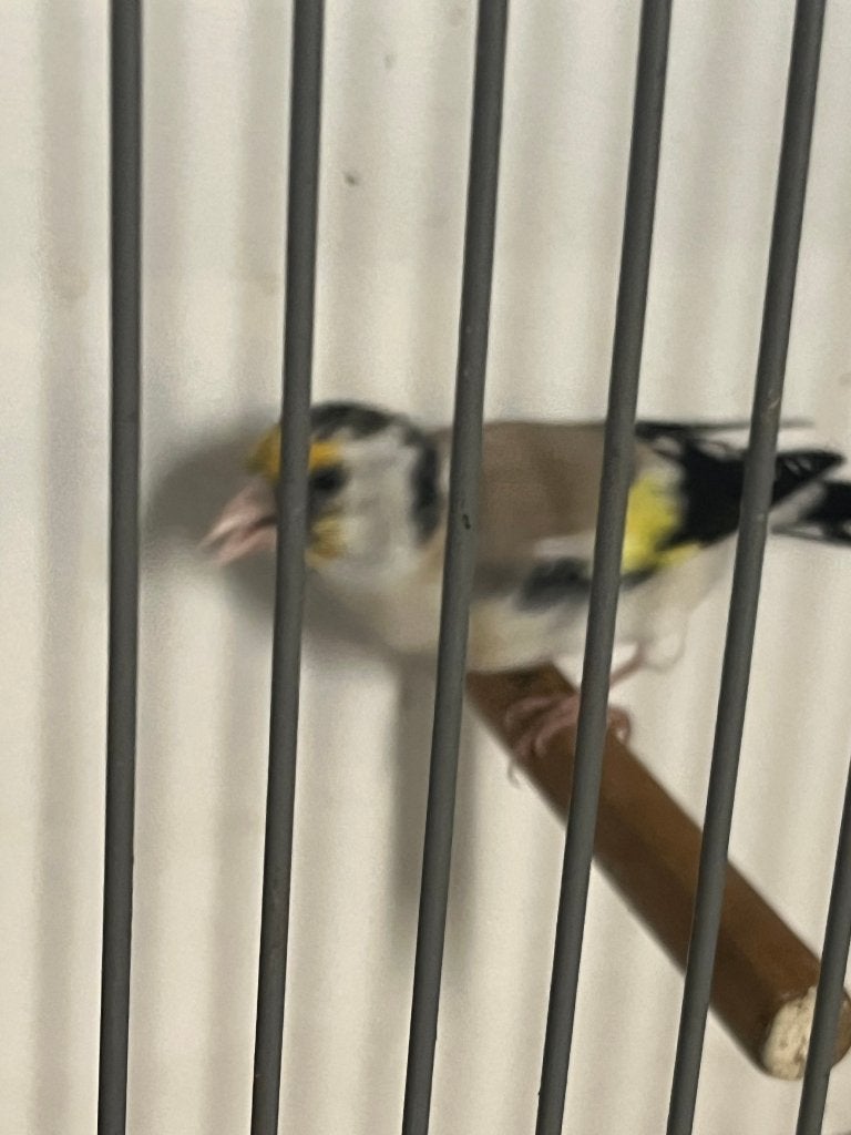 Major putter, Dieren en Toebehoren, Vrouwelijk, Wildzangvogel, Geringd