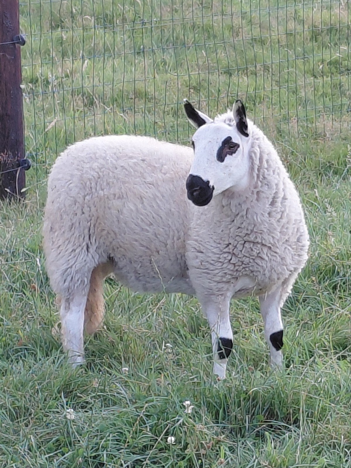 kerry hill ooi, Vrouwelijk, Schaap, 0 tot 2 jaar