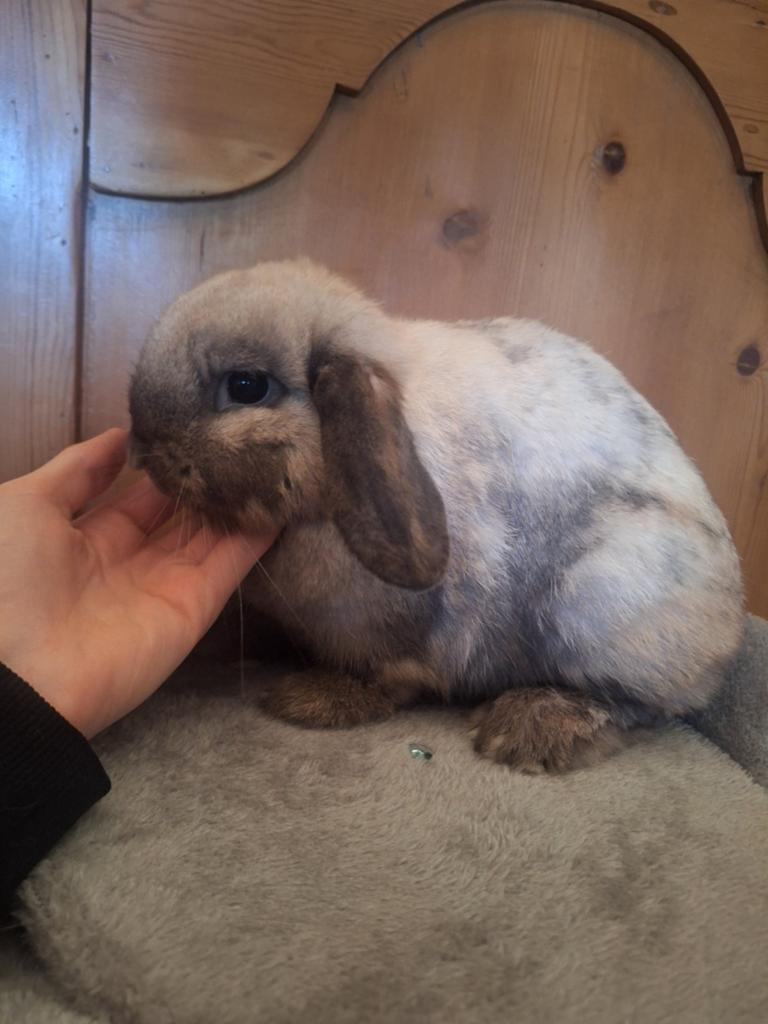 Minilop konijntjes. Jong en jongvolwassen, Animaux & Accessoires, Lapins, Nain, Oreilles tombantes