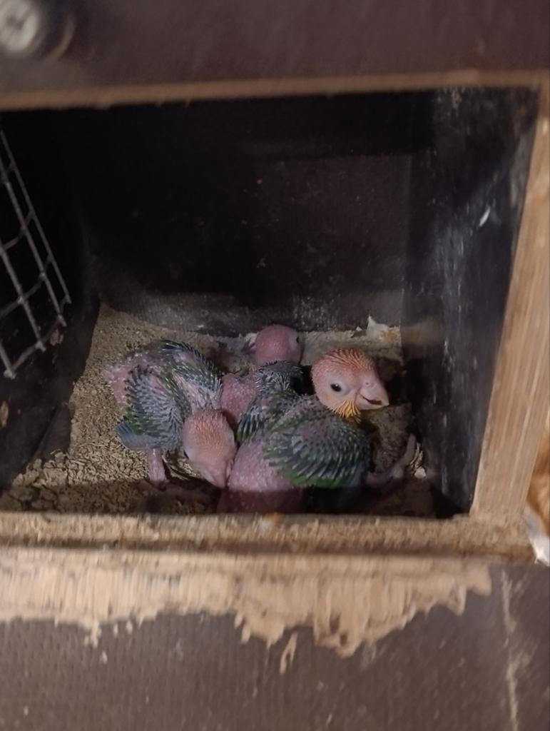 Roestkop caiqes, Dieren en Toebehoren