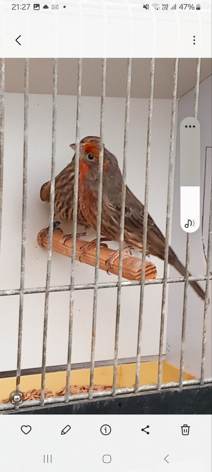 Mexicaanse roodmus mooie forse vogels., Dieren en Toebehoren, Meerdere dieren, Tropenvogel, Geringd
