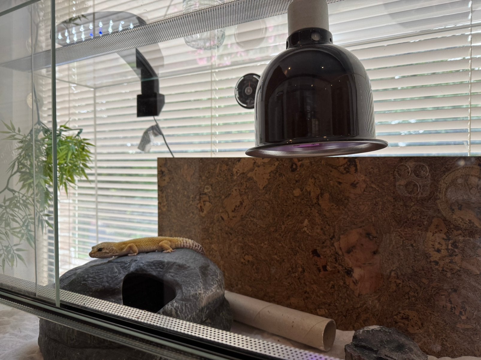 terrarium - gekko et armoire noir, Animaux & Accessoires, Enlèvement