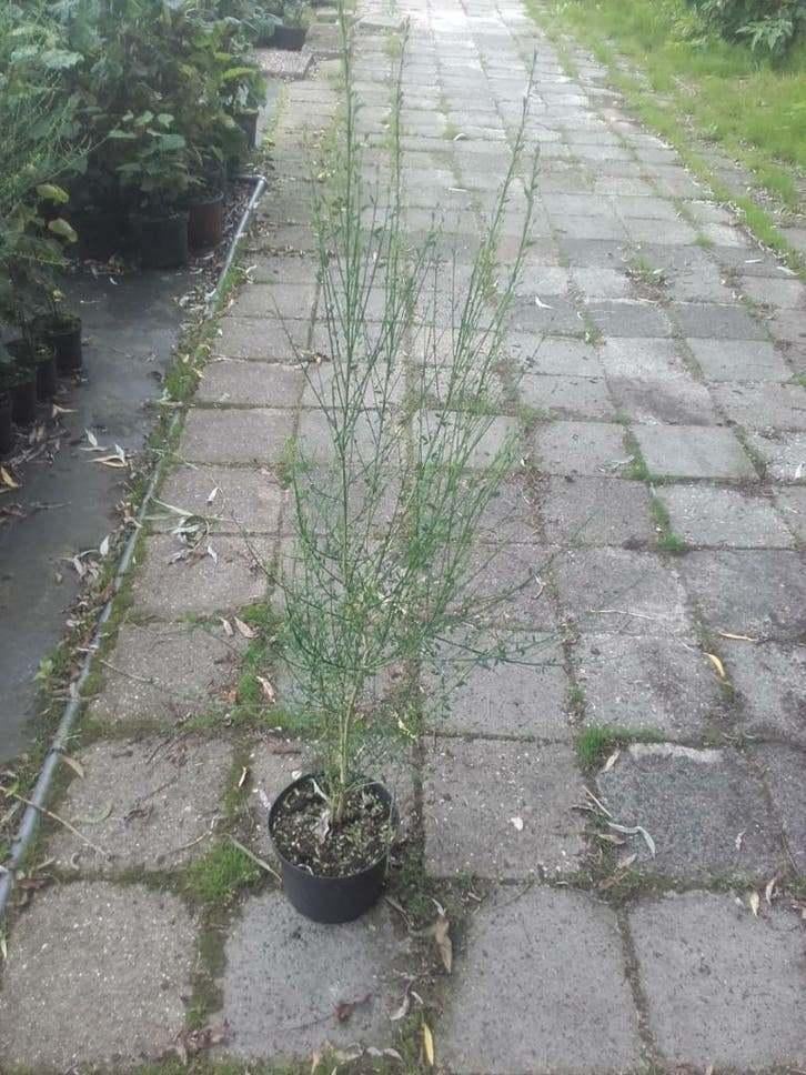 Balai (Cytisus scoparius) | Balai jaune en pot indigène, Enlèvement ou Envoi, En pot