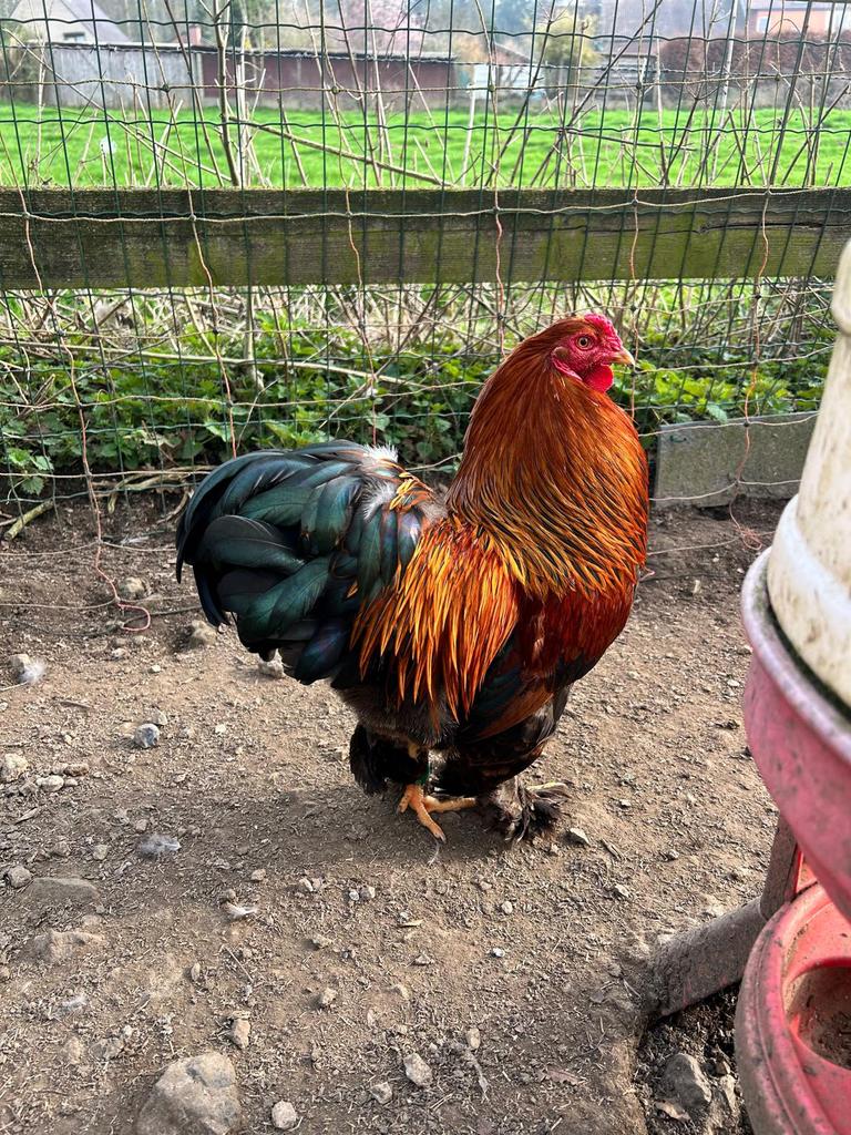 Brahma/yokohama, Dieren en Toebehoren, Pluimvee