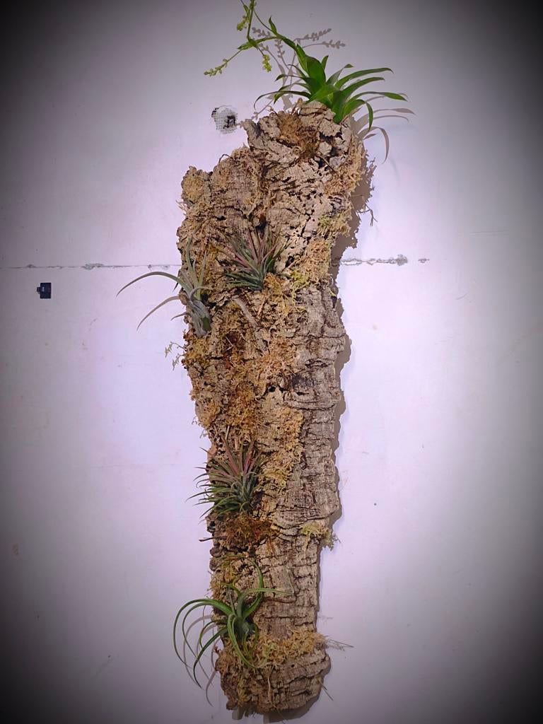 Leeftafel van Tillandsia en Catopsis Morreriana, Ophalen of Verzenden
