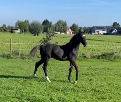 Meilleur poulain, Avec pedigree, 0 à 2 ans, Cheval de saut, Ne s'applique pas