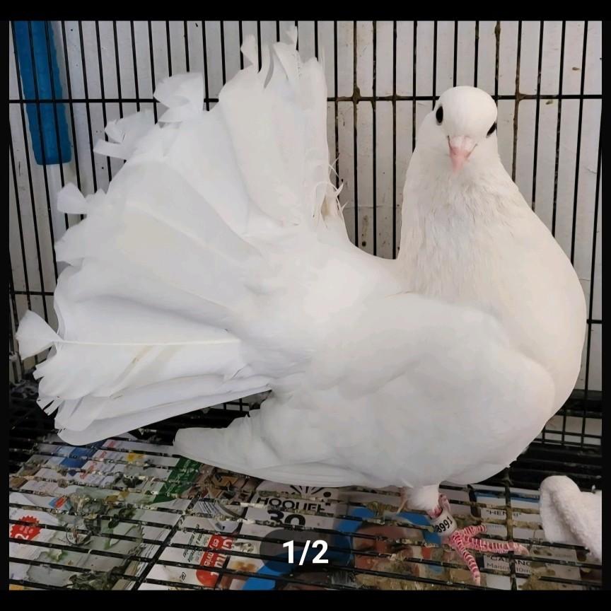 Super queue de paon français de Rouen X queue paon fantail, Plusieurs animaux, Autres espèces